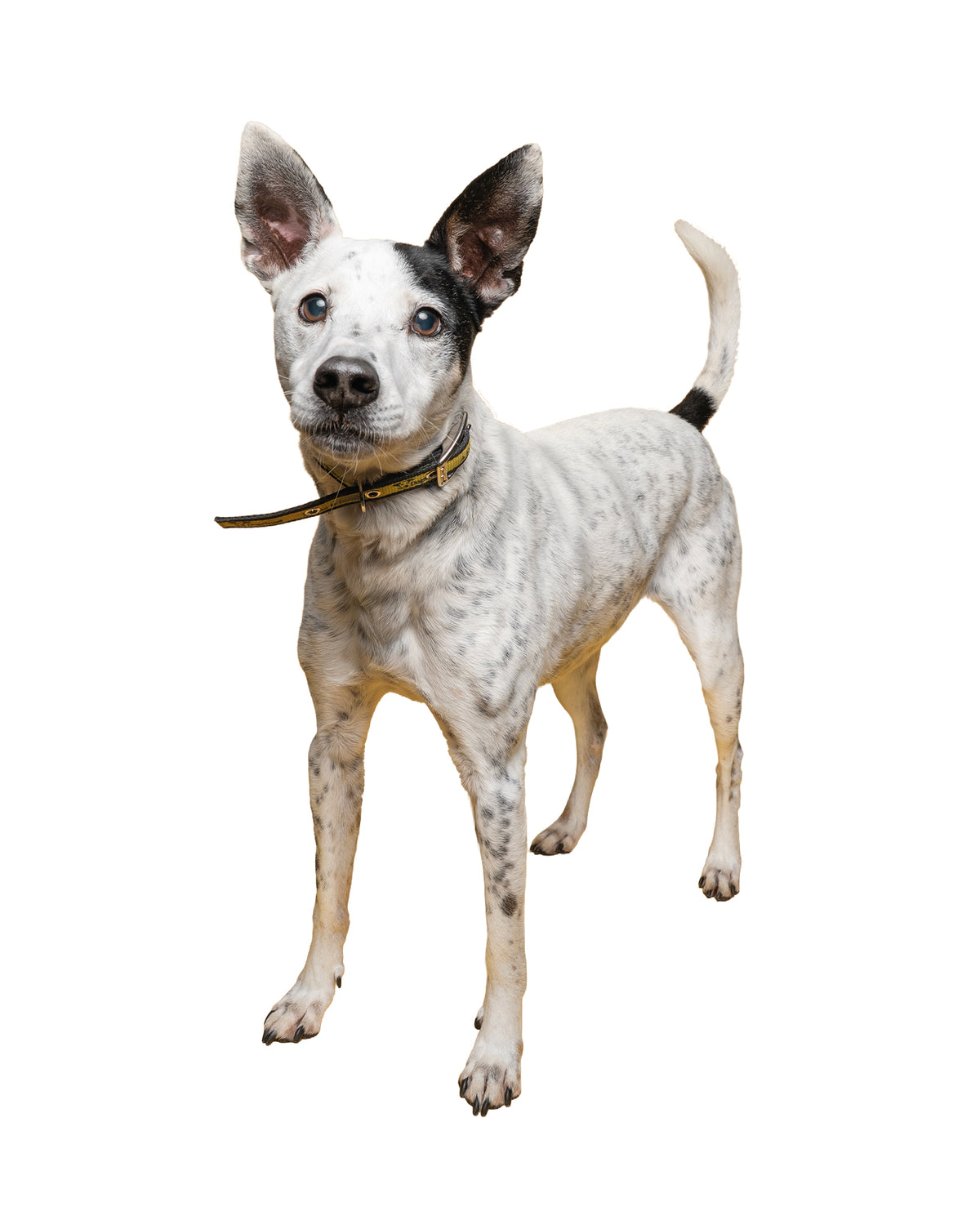 Patches, a rescued dog, standing outdoors on the grass in Dogs Trust care