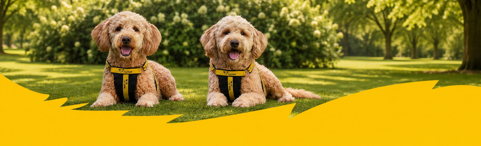 Two dogs wearing Dogs Trust harnesses lying on grass